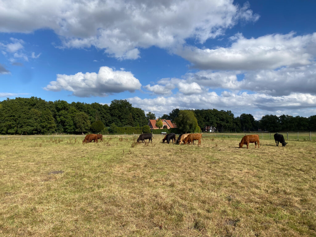 Franz Tholes Weide