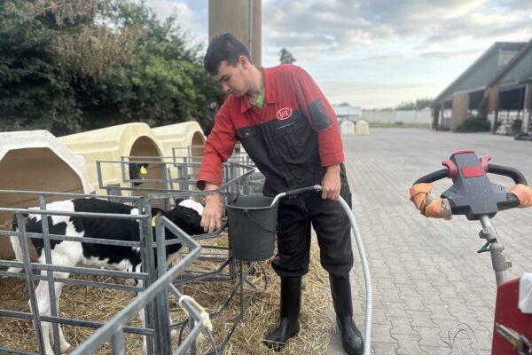 Vier Liter Milch füttert Lehrling Felix Bauer den jüngsten Kälbern. Vier Liter Milch füttert Lehrling Felix Bauer den jüngsten Kälbern.